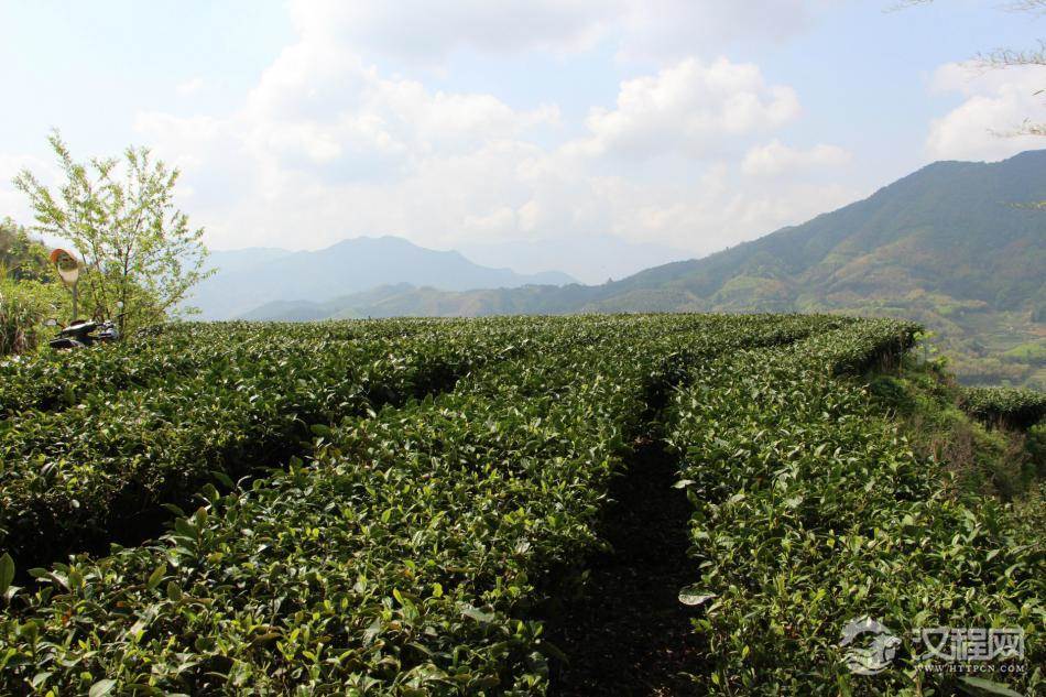 白茶的原产地及区域分布
