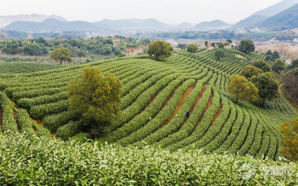 茶树芽和叶叶被称为茶树养分