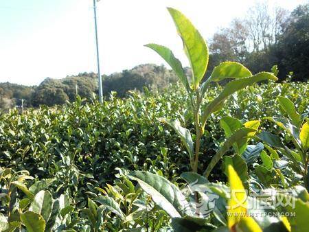 中国是茶树的原产地