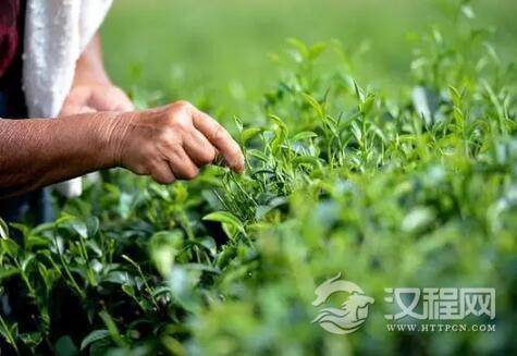 茶叶的生长环境