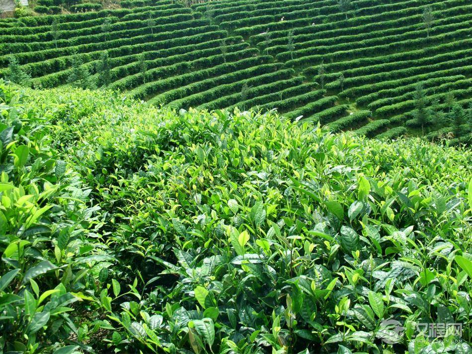 华南茶区全年采茶期长达九个月