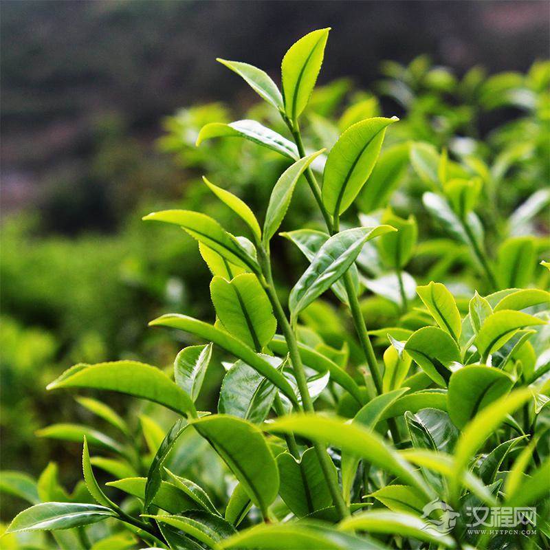 茶叶生长气候条件 温度
