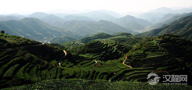 茶叶产区及特色茶树分布