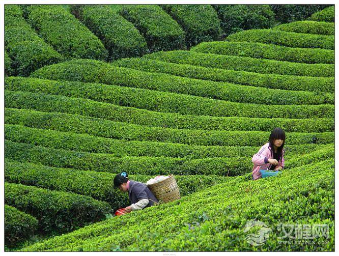 500克绿茶需要采摘多少鲜叶？