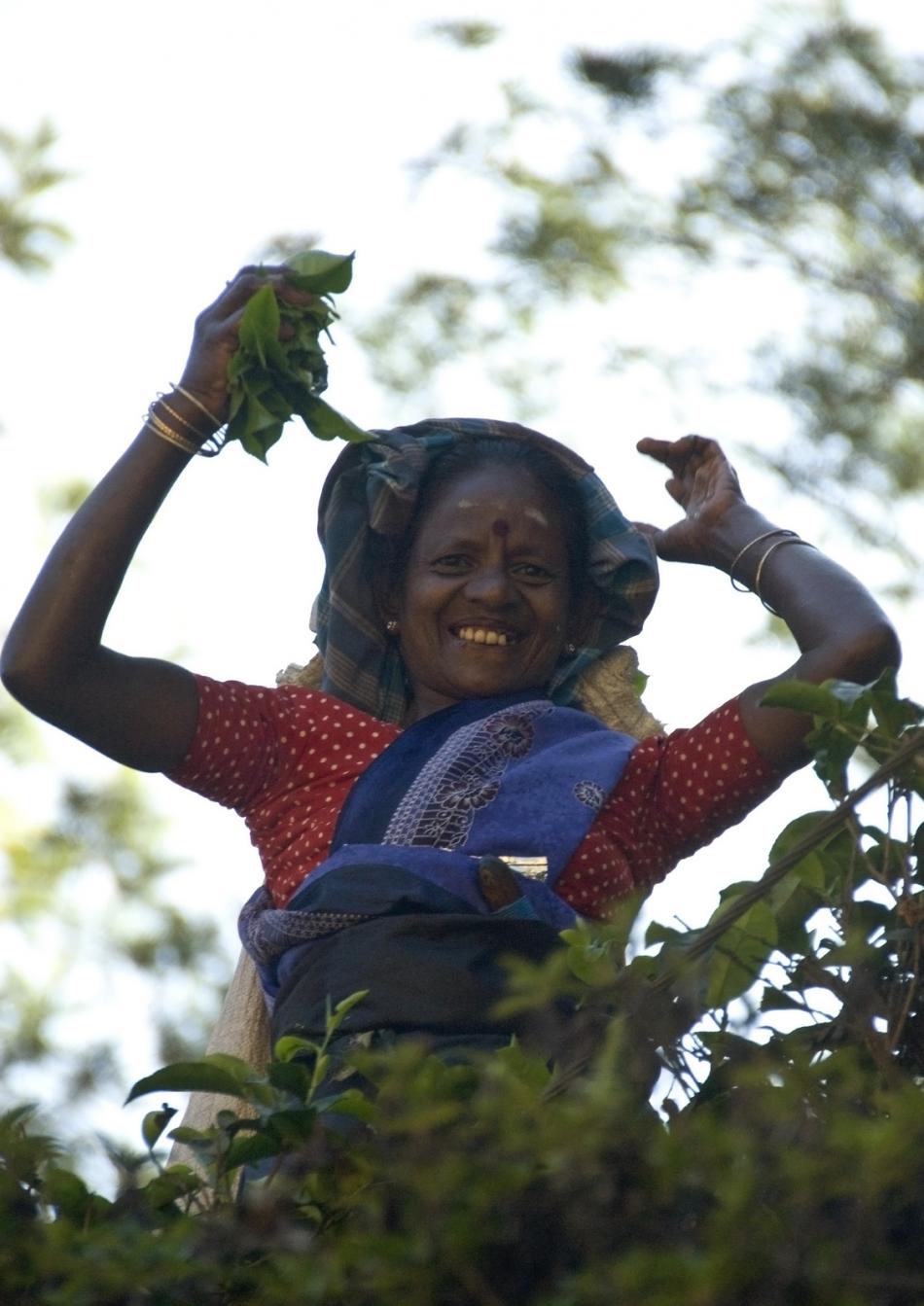 斯里兰卡红茶制作工艺几个基本阶段
