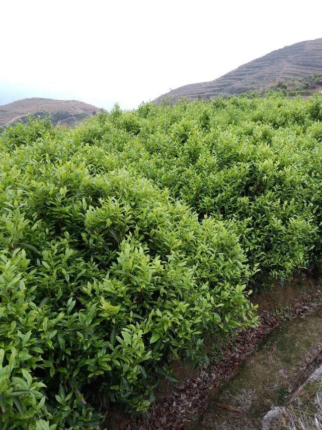 潮州的凤凰单丛茶园该如何防治害虫“茶天牛”