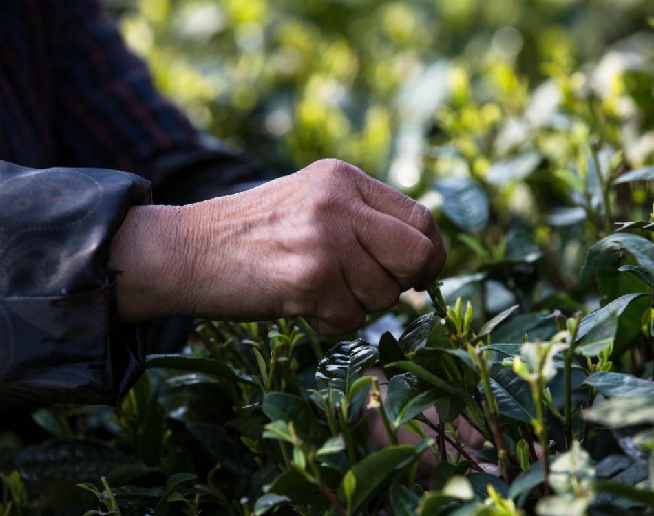浙农系列茶树栽培品种有那些？