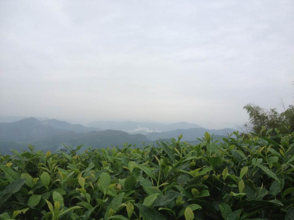 西南茶区茶叶栽培及产茶介绍