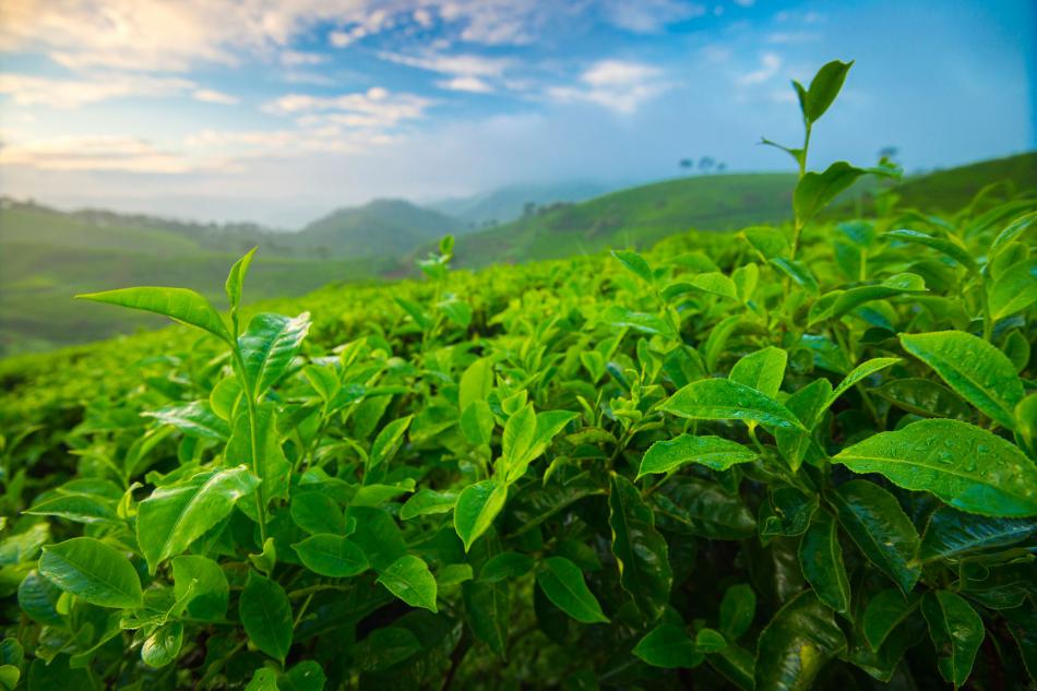 茶树的起源和自然分布来西南茶树原产地