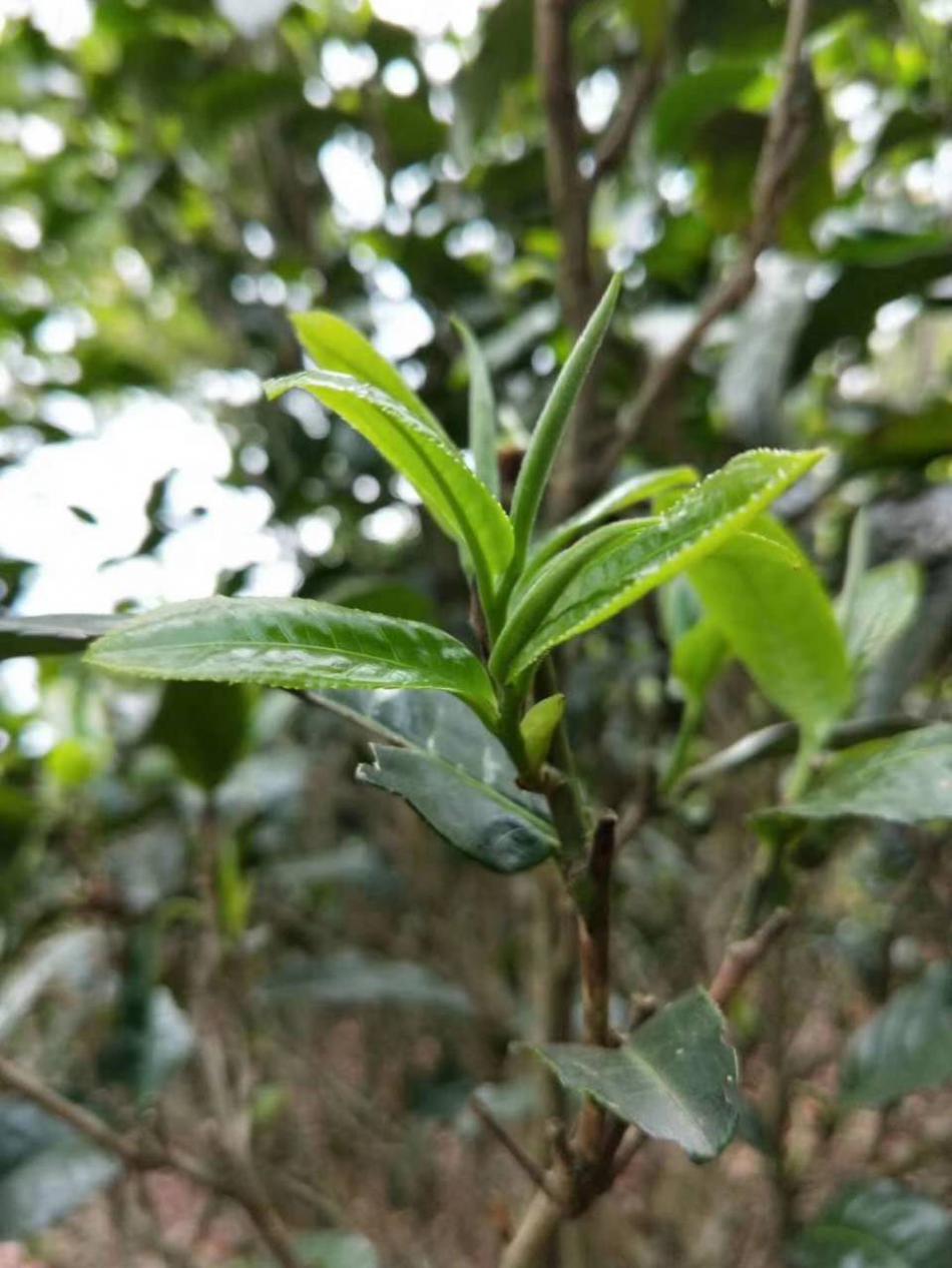 茶叶合理采摘的留叶采、标准采和适时采