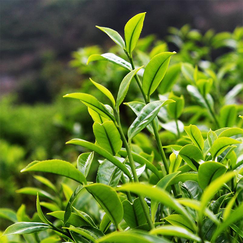 茶叶生长气候条件“温度”