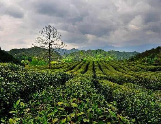 茶树生长的生态条件