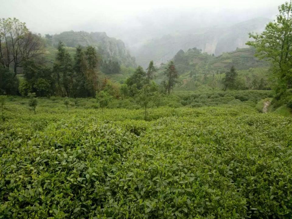 绿茶茶叶的生长环境