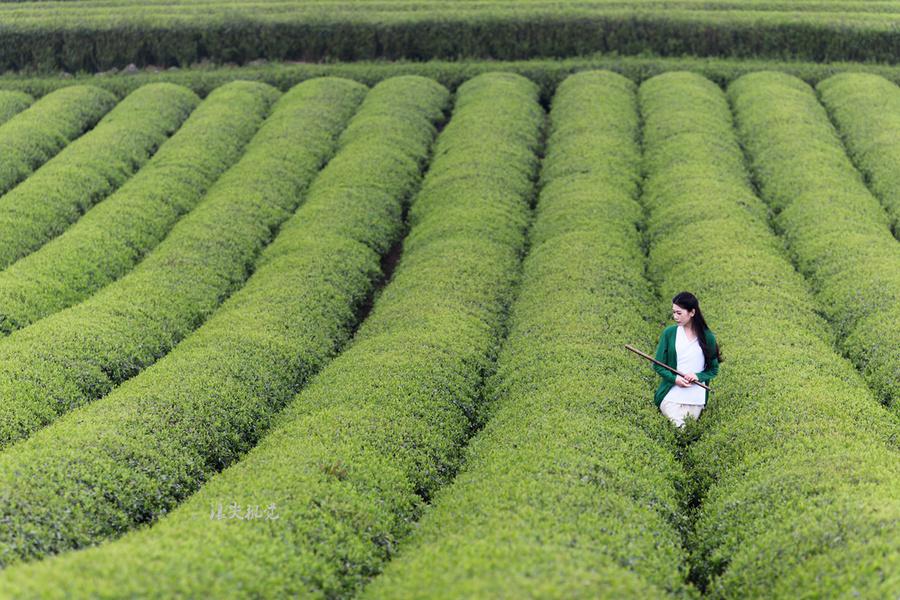 江北茶区种植土壤及气候介绍