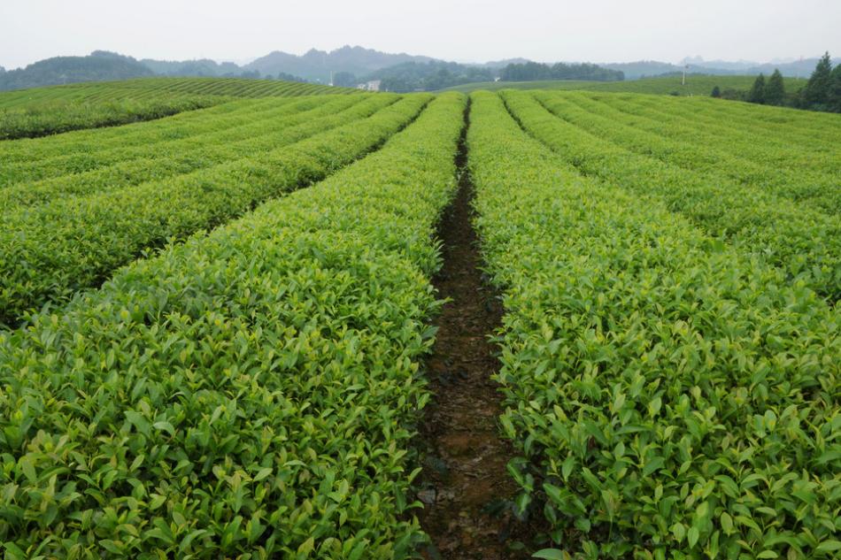 江北茶区茶树种殖及茶区气温介绍