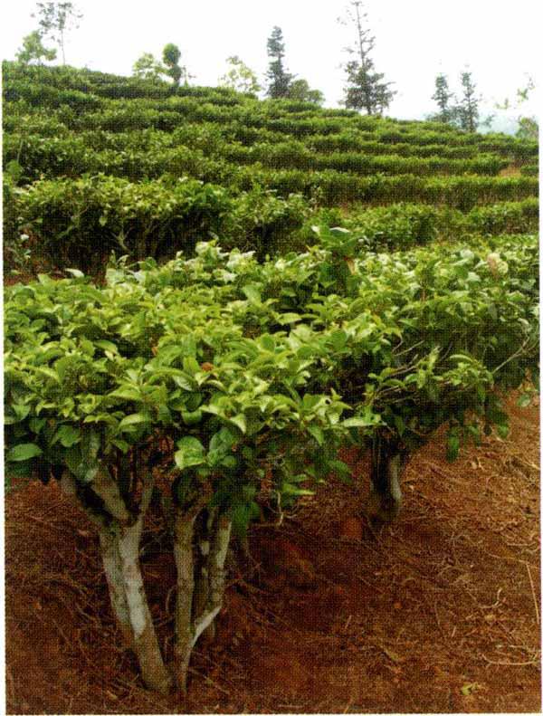 云南茶种灌木茶树