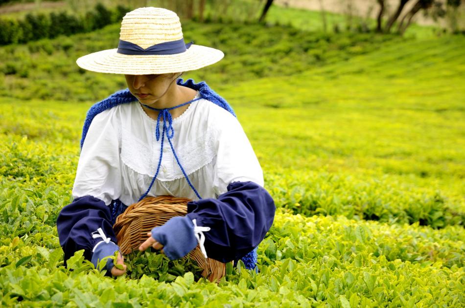 为什么高山茶叶质量最佳？