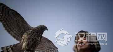 纳西族历史纳西族人是怎样“驯鹰”的