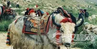 西藏赛牦牛的比赛节日是什么？藏地牦牛简介