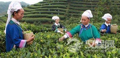 十分具有特色的布依族茶文化