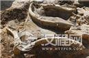 发现6万年前猛犸象化石 90骨架完整
