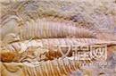 揭秘科学家发现史前生物化石 体长近三米