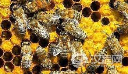 养蜂人是怎么防止蜜蜂蛰的？刚采的蜂蜜能吃吗？