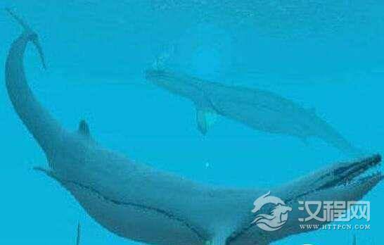 世界上最早的鲸鱼，古蜥鲸竟是从树上跑下来的？