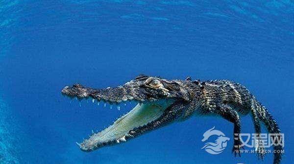 咸水鳄是现在世界上最大的鳄鱼也是最大的爬行动物！