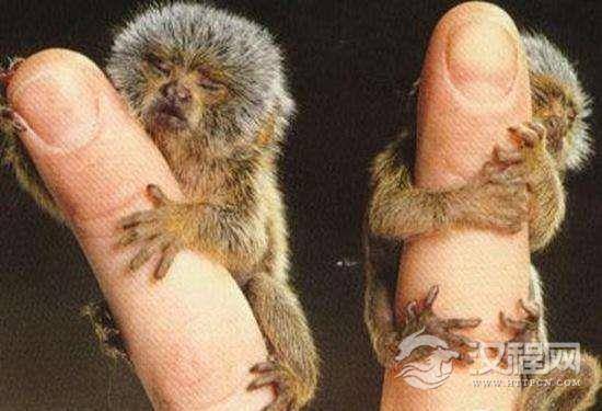 在南美洲的热带雨林里，生活着一种世界上最小的猴子！
