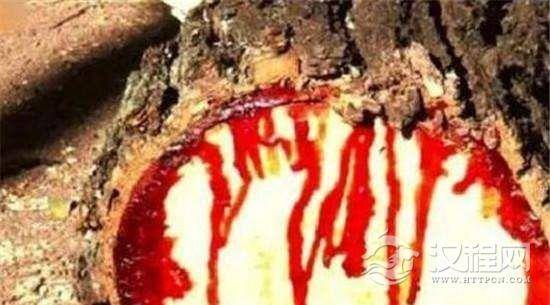国外一男子砍了一棵会流血的树，小伙伴们知道这是什么树吗？