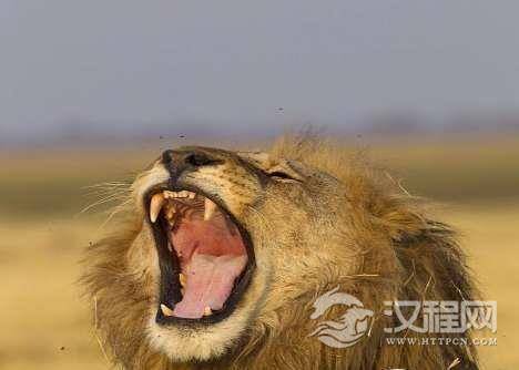 狮子是“百兽之王”，的称号竟然是因为康熙的一句话