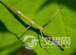 竹节虫是世界上最长的昆虫一般长度为10-20厘 米,最长的达33厘米