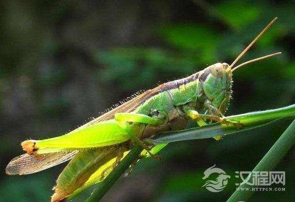 世界最大的蝗虫群，估计有2500亿只蝗虫，重量达55万吨