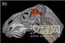 惊人考古发现 首次发现“恐龙的脑子”