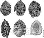 美媒：中国发现最古老桃核化石 距今约250万年