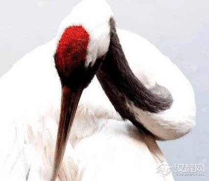 古代鹤顶红作为一种剧毒 真的是丹顶鹤头上的“冠顶”那么简单吗