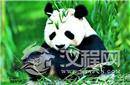 熊猫或起源于欧洲：史前“熊猫”被发现