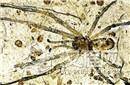 内蒙古发现罕见未知史前蜘蛛种群化石