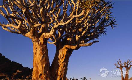 揭秘南非吃人树未解之谜，吃人植物最早来源于哪里？