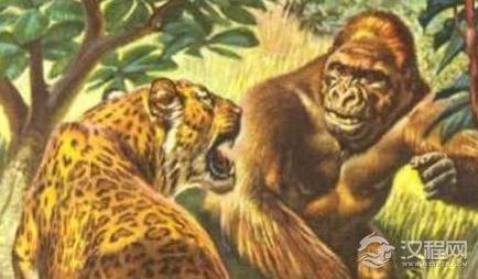 刚果比利猿吃狮子是真的吗？关于比利猿有哪些传说？