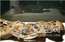 西伯利亚发现戴着铜质面具的千年木乃伊