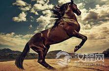 蒙古马为什么比其他马更适合作战马
