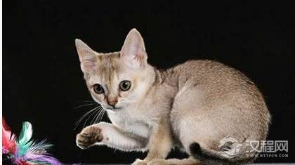 世界上最小的猫叫什么？猫的体重最小是多少？