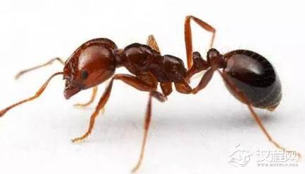 红火蚁的分布较为广泛，红火蚁在中国属于哪一类生物？