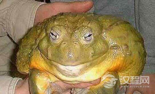 世界上最大的蛙类，喀麦隆巨蛙(被人类捕杀到濒临灭绝)
