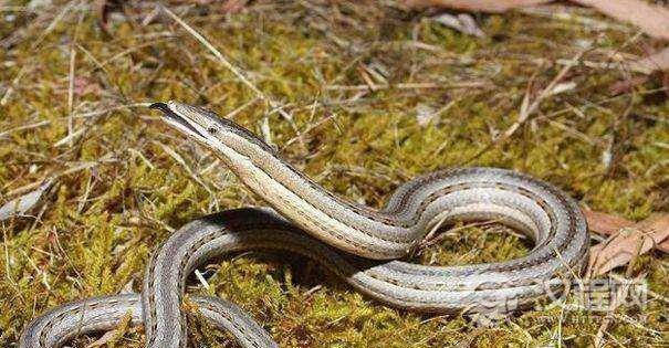 地球上的自然界真的很奇妙，巴西境内发现一条奇怪的“蛇”