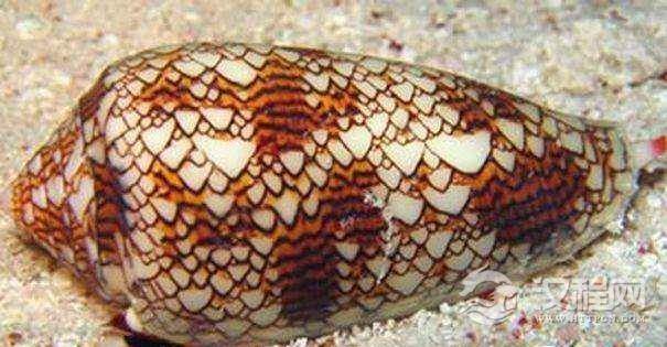 科学家发现，从海洋杀手芋螺中可以提取出优秀的止痛药