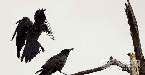 为什么说乌鸦是最聪明的鸟类，它们到底有多聪明？