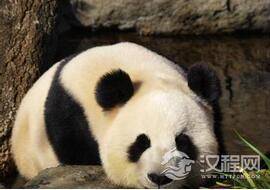 国宝大熊猫为什么是黑白相间的毛色呢？